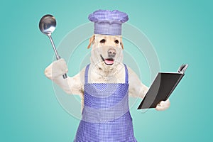 Labrador in a chef's costume with a cookbook and a ladle in his hands