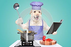Labrador in a chef's costume prepares spaghetti