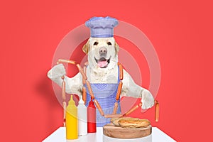 Labrador in a chef\'s costume is about to cook hot dogs