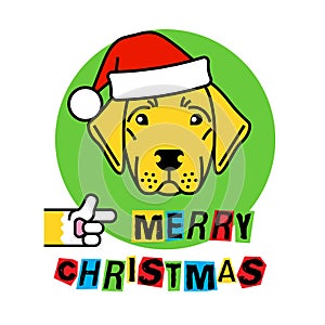 Labrador in christmas hat. Labrador retriever dog