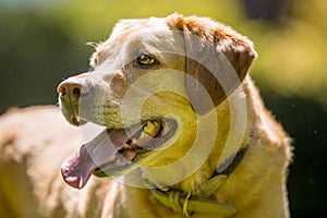 Labrador close up face portrait on a sunny day. Golden