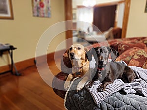 Labrador and Dachund portraits 2