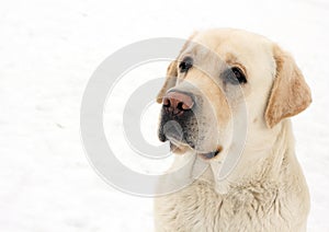 Labrador dog