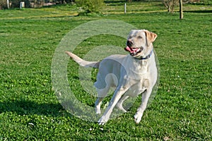 Labrador dog in action