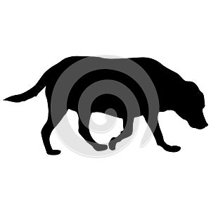 Labrador dog black silhouette on white background