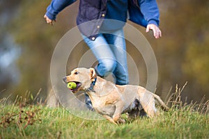 Labrador dog chased by owner