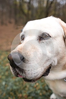 Labrador dog close up shot in autumn forest