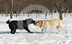 Labrador Dog contest at winter