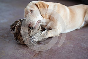 Labrador dog destroy football ball