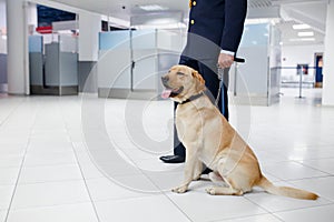 A Labrador dog for detecting drugs at the airport standing near the customs guard. Horizontal view