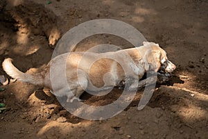 Labrador dog dig hole in mud