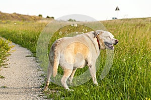 Labrador dog in field