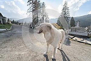 Labrador dog in front of a grave in the Cemetery Setu Sinaia