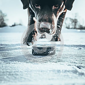 Labrador dog going after hockey puck