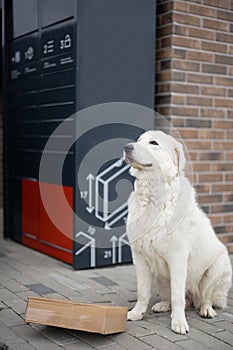 Labrador dog guarding parcel near post terminal