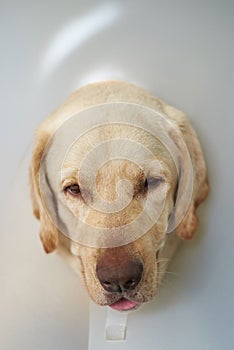 Labrador dog head