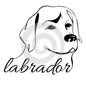 Labrador dog head