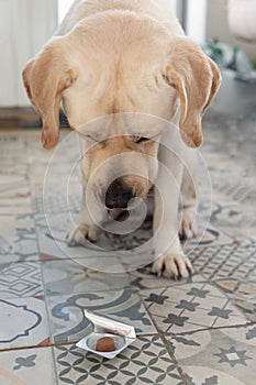 Labrador dog with head down looking at parasite pill in front on blurry background of room