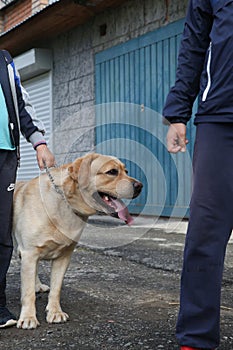 Labrador dog on a leash on a walk next to children