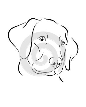 Labrador dog line art, tribal. Freehand vector illustration.