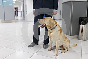 A Labrador dog looking at camera, for detecting drugs at the airport standing near the customs guard