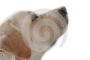 Labrador dog looking up isolated