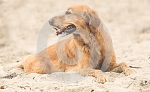 Labrador dog lying down at the beach