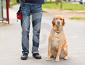 Labrador dog and owner in the city