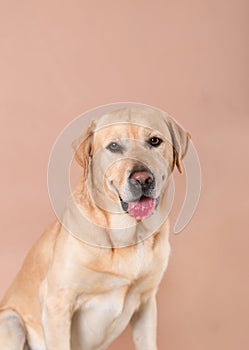 Labrador dog on a peach background