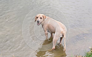 Labrador dog play in the water