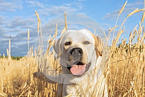 Labrador dog playing in wheat fields in morning air and blue sky