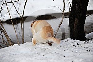 Labrador dog pooping in the snow in winter