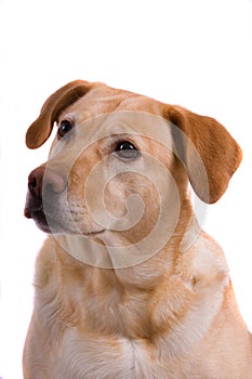 Labrador dog portrait