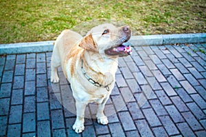Labrador dog portrait.Pedigreed Labrador dog portrait. A close up look.