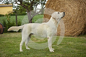 Labrador Dog Posing 11