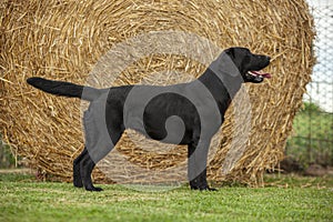 Labrador Dog Posing 23