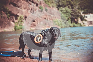 Labrador dog pure breed in water training