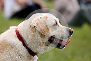 Labrador dog purebreed