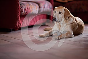 Labrador dog, purebreed, is lying on the floor at home near a sofa