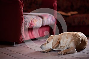 Labrador dog, purebreed, is lying on the floor at home near a sofa