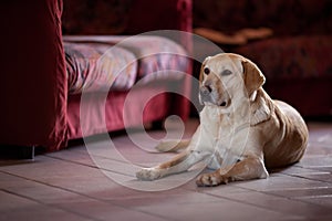 Labrador dog, purebreed, is lying on the floor at home near a sofLabrador dog, purebreed, is lying on the floor at home near a sof