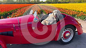 Labrador dog in red convertible against background of yellow, red, orange tulips fields on sunny day in flower garden