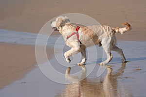 Labrador dog with reflex