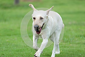 Labrador dog running