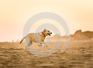 Labrador Dog Running on the Beach
