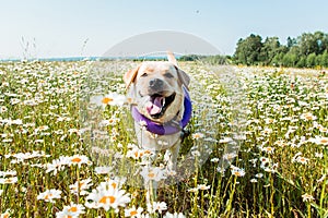 Labrador dog running and laughing in camomiles