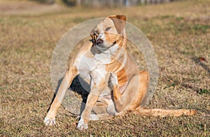 Labrador dog scratching in the garden