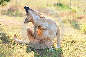 Labrador dog scratching in the garden