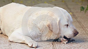 Labrador dog scrunching pig bones