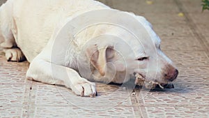 labrador dog scrunching pig bones